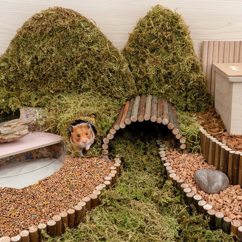 The Ultimate Hamster Experience: Oak Cork Bedding
